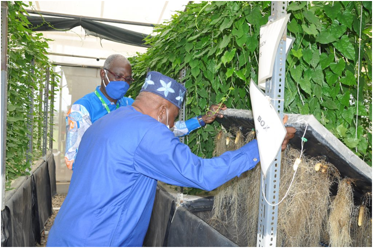 YIIFSWA-II Project Leader, Norbert Maroya, showing the feeding system and the established roots and tubers of yam plants in the aeroponic system