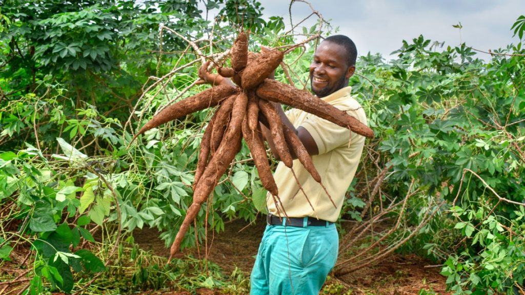 An IITA farm officer, Anetor Omonuwa, holds cassava variety undergoing field testing