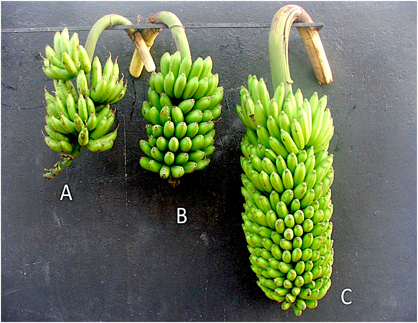 Researchers Find Yield Differences in Hybrid Crops The News Chronicle Researchers Find Yield Differences in Hybrid Crops The News Chronicle