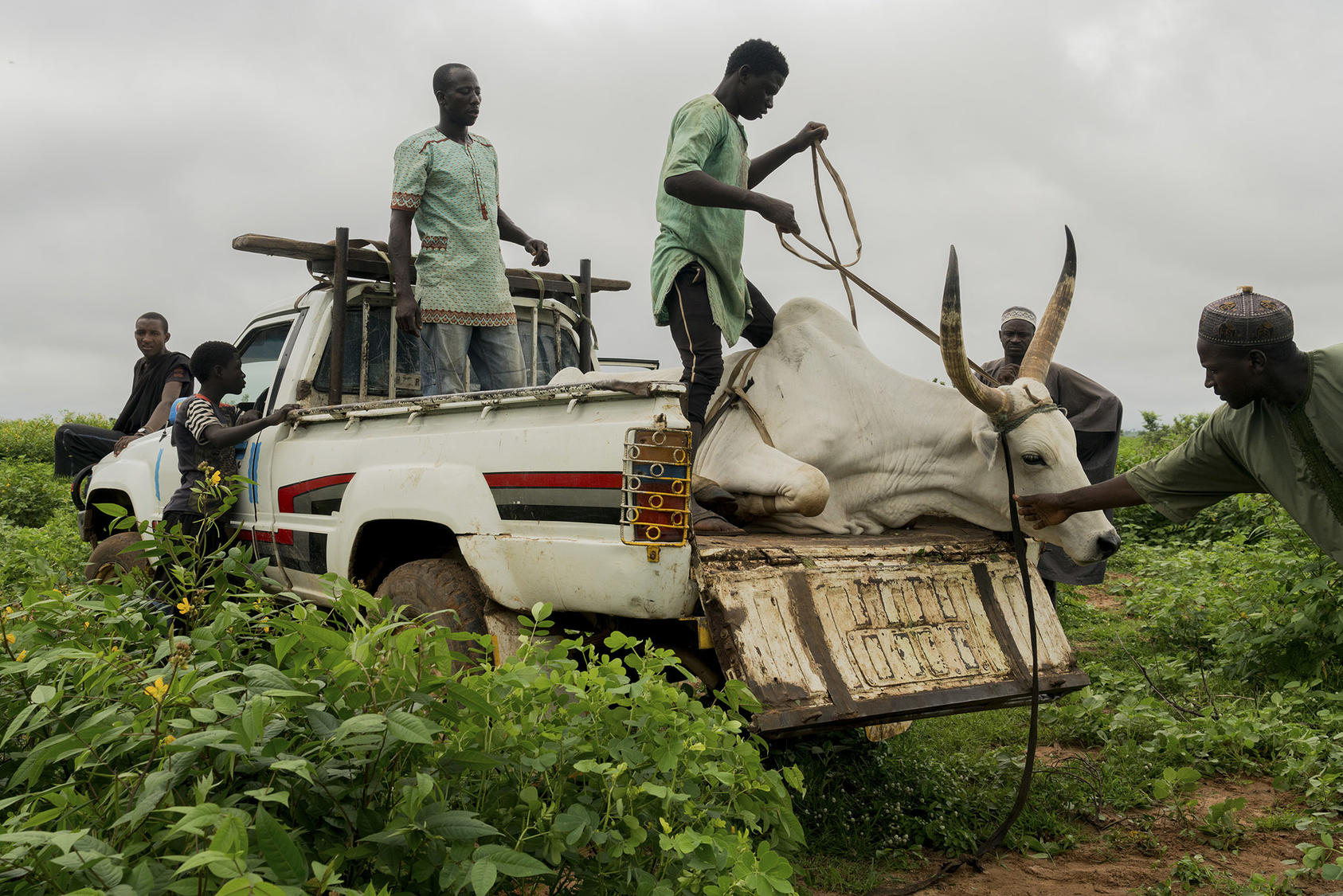 In Conflict-ravaged Nigeria's Herding, Farming Communities Peace Accord Achieving Positive Results, US Report Says - Vimarsana News