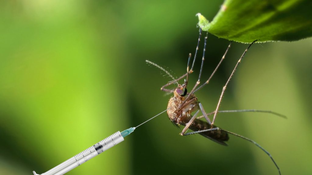 In The Face Of Nigerian Mosquito Nets, Westerners' Gene Editing Offers Hope - Vimarsana News