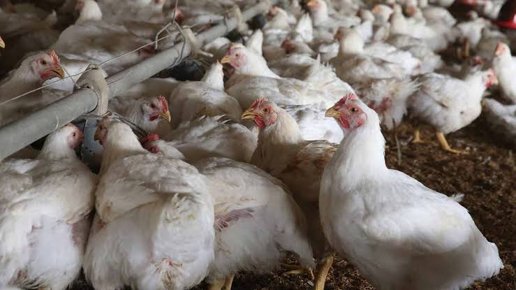 Minister Calls For No Vaccination Policy To Tackle Avian Influenza - Vimarsana News